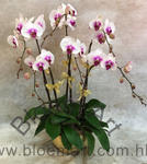 Orchid Phalaenopsis Gift Set - CODE 11973